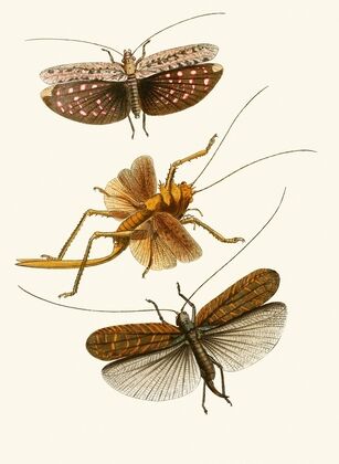 The cabinet of oriental entomology Pl XVII (1848)