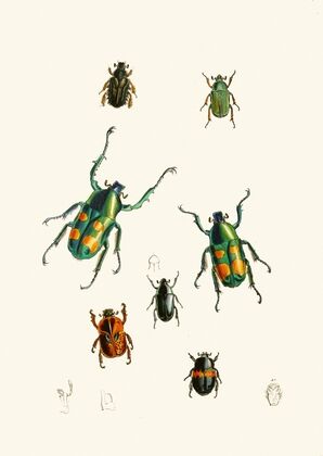 The cabinet of oriental entomology Pl XVIII (1848)