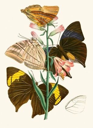 The cabinet of oriental entomology Pl XX (1848)