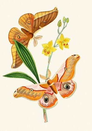 The cabinet of oriental entomology Pl XXI (1848)