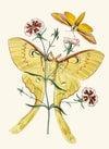 The cabinet of oriental entomology Pl XXIII