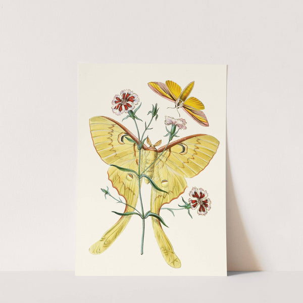 The cabinet of oriental entomology Pl XXIII (1848) by John Obadiah Westwood