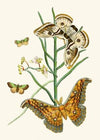 The cabinet of oriental entomology Pl XXV