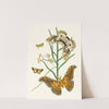 The cabinet of oriental entomology Pl XXV by John Obadiah Westwood