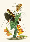 The cabinet of oriental entomology Pl XXVI