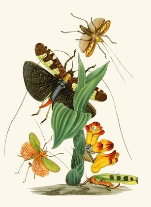 The cabinet of oriental entomology Pl XXVI