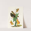 The cabinet of oriental entomology Pl XXVI by John Obadiah Westwood