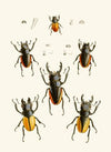 The cabinet of oriental entomology Pl XXVII