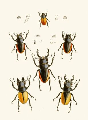 The cabinet of oriental entomology Pl XXVII