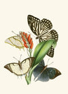 The cabinet of oriental entomology Pl XXVIII
