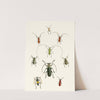 The cabinet of oriental entomology Pl XXX by John Obadiah Westwood