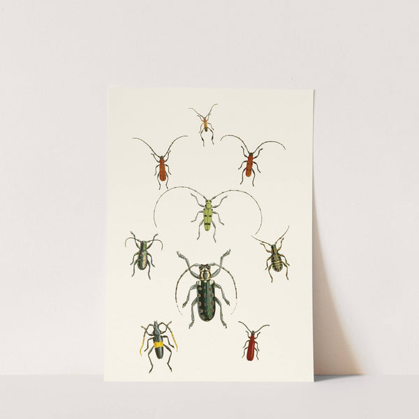 The cabinet of oriental entomology Pl XXX by John Obadiah Westwood