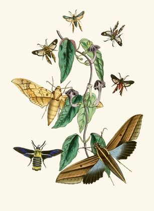 The cabinet of oriental entomology Pl XXXI