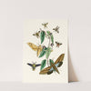 The cabinet of oriental entomology Pl XXXI by John Obadiah Westwood