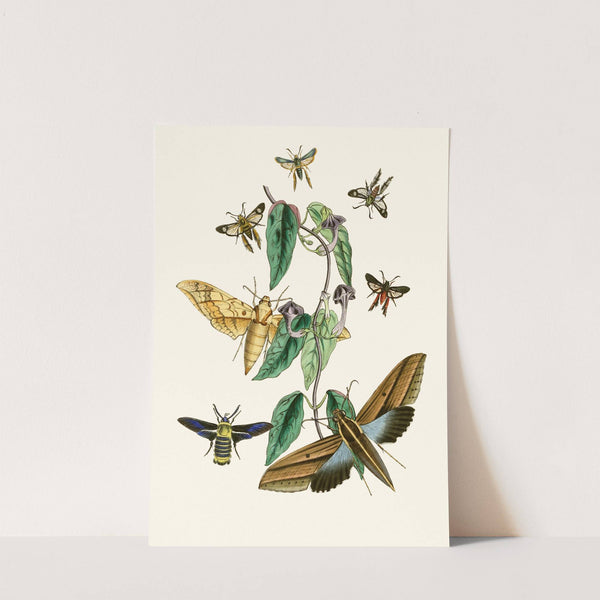 The cabinet of oriental entomology Pl XXXI by John Obadiah Westwood