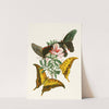 The cabinet of oriental entomology Pl XXXII by John Obadiah Westwood