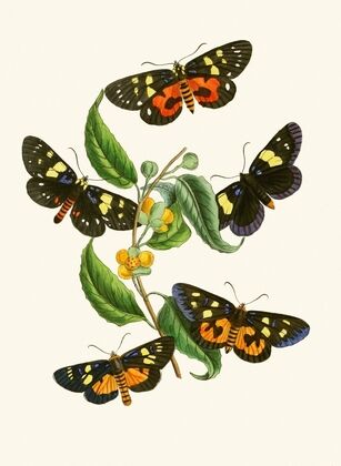 The cabinet of oriental entomology Pl XXXIV