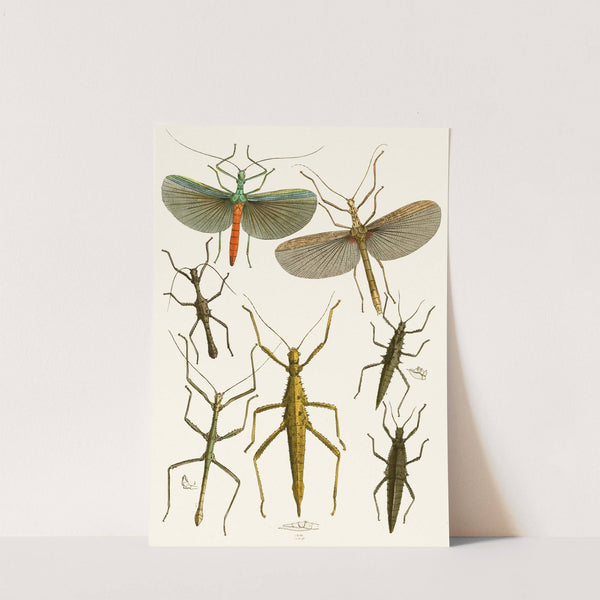 The cabinet of oriental entomology Pl XXXIX by John Obadiah Westwood