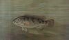 The California Redfish or Fat-head, Pimelometopon pulcher.