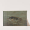 The California Redfish or Fat-head, Pimelometopon pulcher. by John L. Petrie