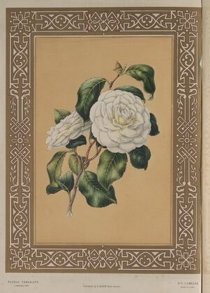 The Camellia