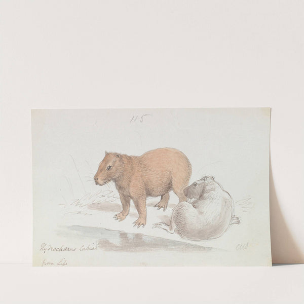 The Capybara (1837) by Charles Hamilton Smith