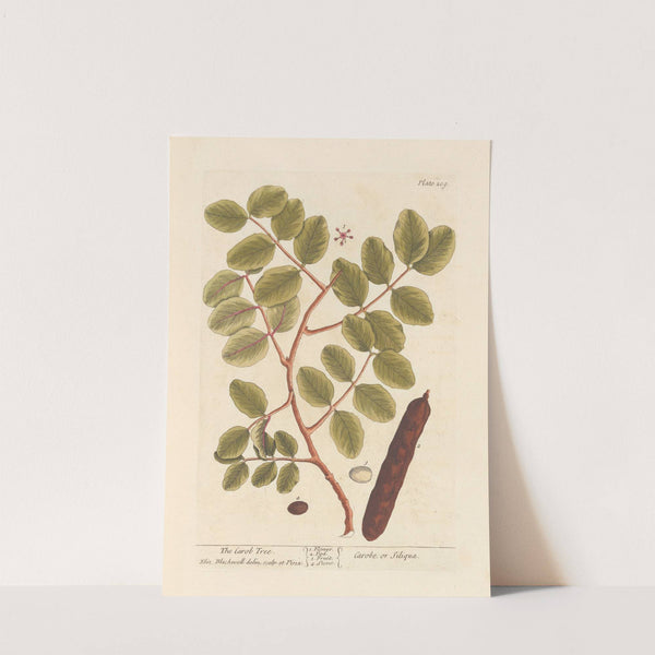 The carob tree (1739) by Elizabeth Blackwell