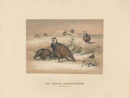 The Caspian Snow-Partridge