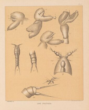 The cave fauna of North America Pl 01