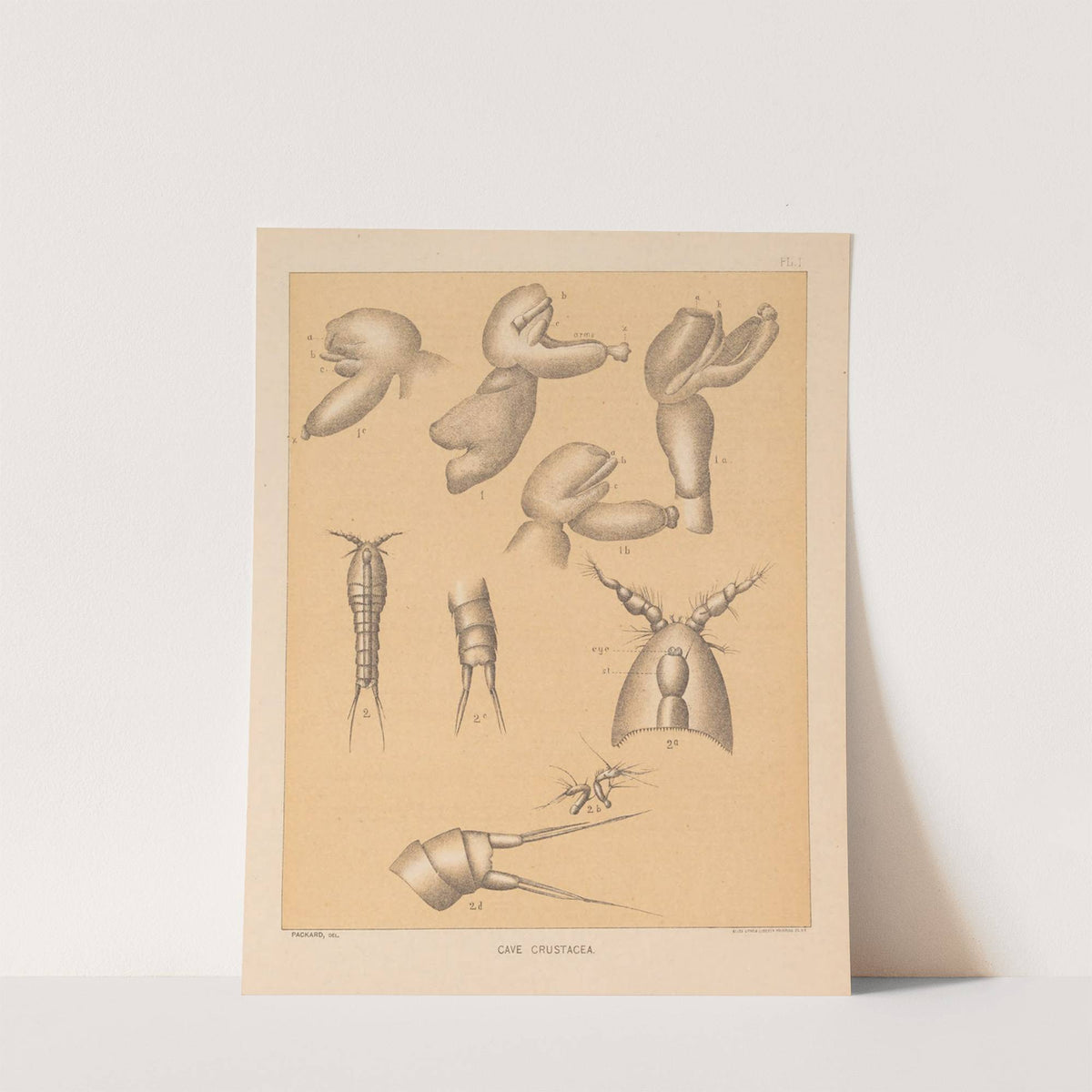 The cave fauna of North America Pl 01 by Alpheus Spring Packard
