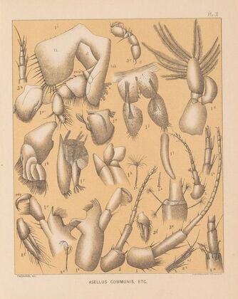 The cave fauna of North America Pl 02 — size preview
