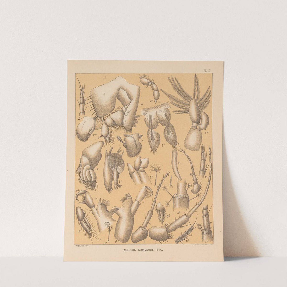 The cave fauna of North America Pl 02 by Alpheus Spring Packard