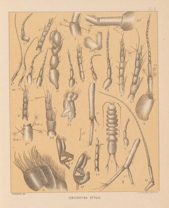 The cave fauna of North America Pl 03