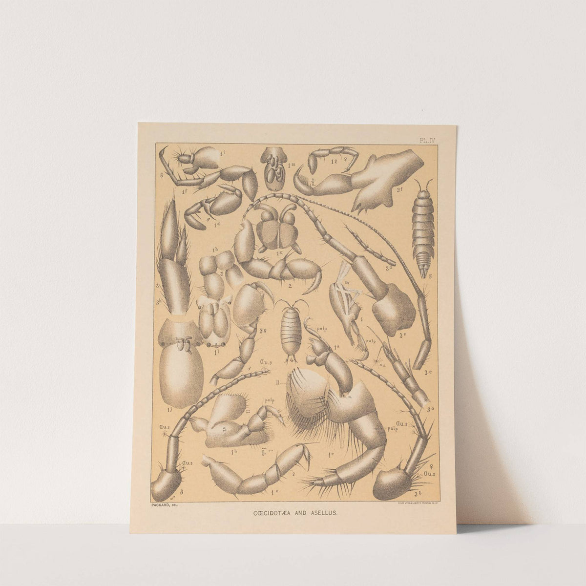 The cave fauna of North America Pl 04 by Alpheus Spring Packard