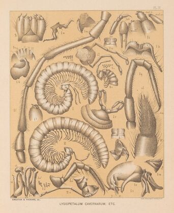 The cave fauna of North America Pl 06 — size preview