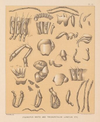 The cave fauna of North America Pl 07