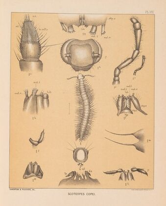 The cave fauna of North America Pl 08