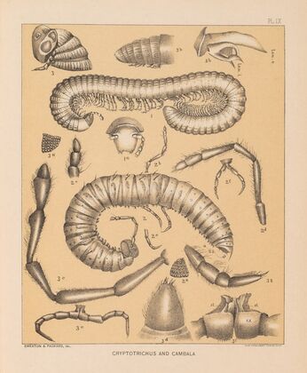 The cave fauna of North America Pl 09