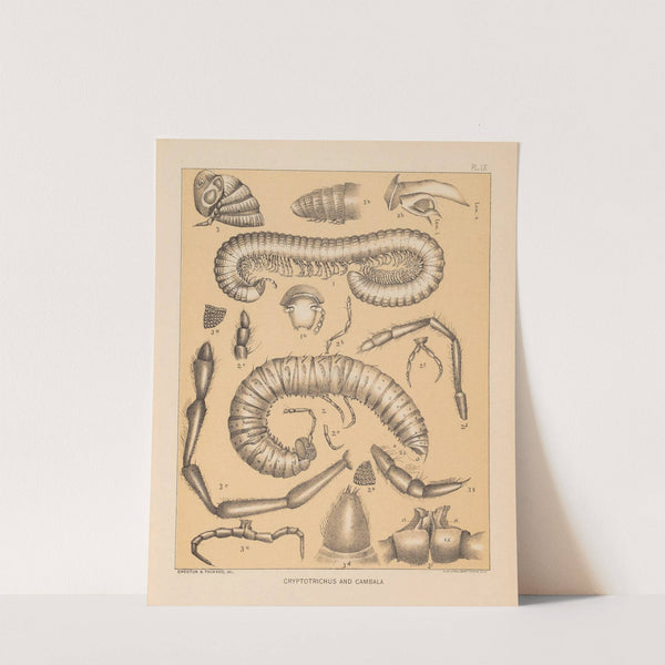 The cave fauna of North America Pl 09 by Alpheus Spring Packard