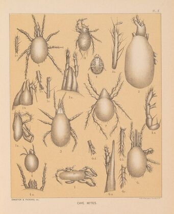 The cave fauna of North America Pl 10