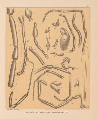 The cave fauna of North America Pl 14