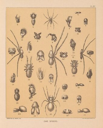 The cave fauna of North America Pl 15