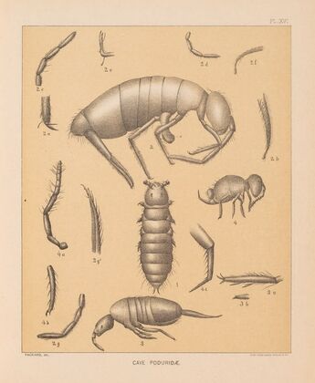The cave fauna of North America Pl 16