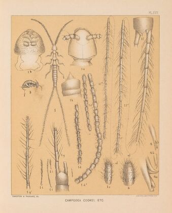 The cave fauna of North America Pl 17