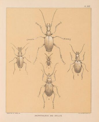 The cave fauna of North America Pl 18