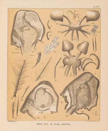 The cave fauna of North America Pl 21