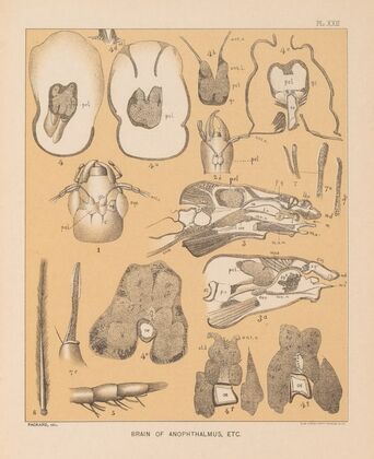 The cave fauna of North America Pl 22