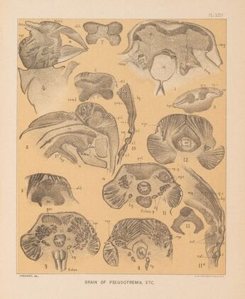 The cave fauna of North America Pl 24 — size preview