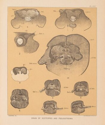 The cave fauna of North America Pl 25