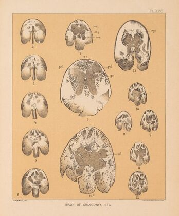 The cave fauna of North America Pl 26